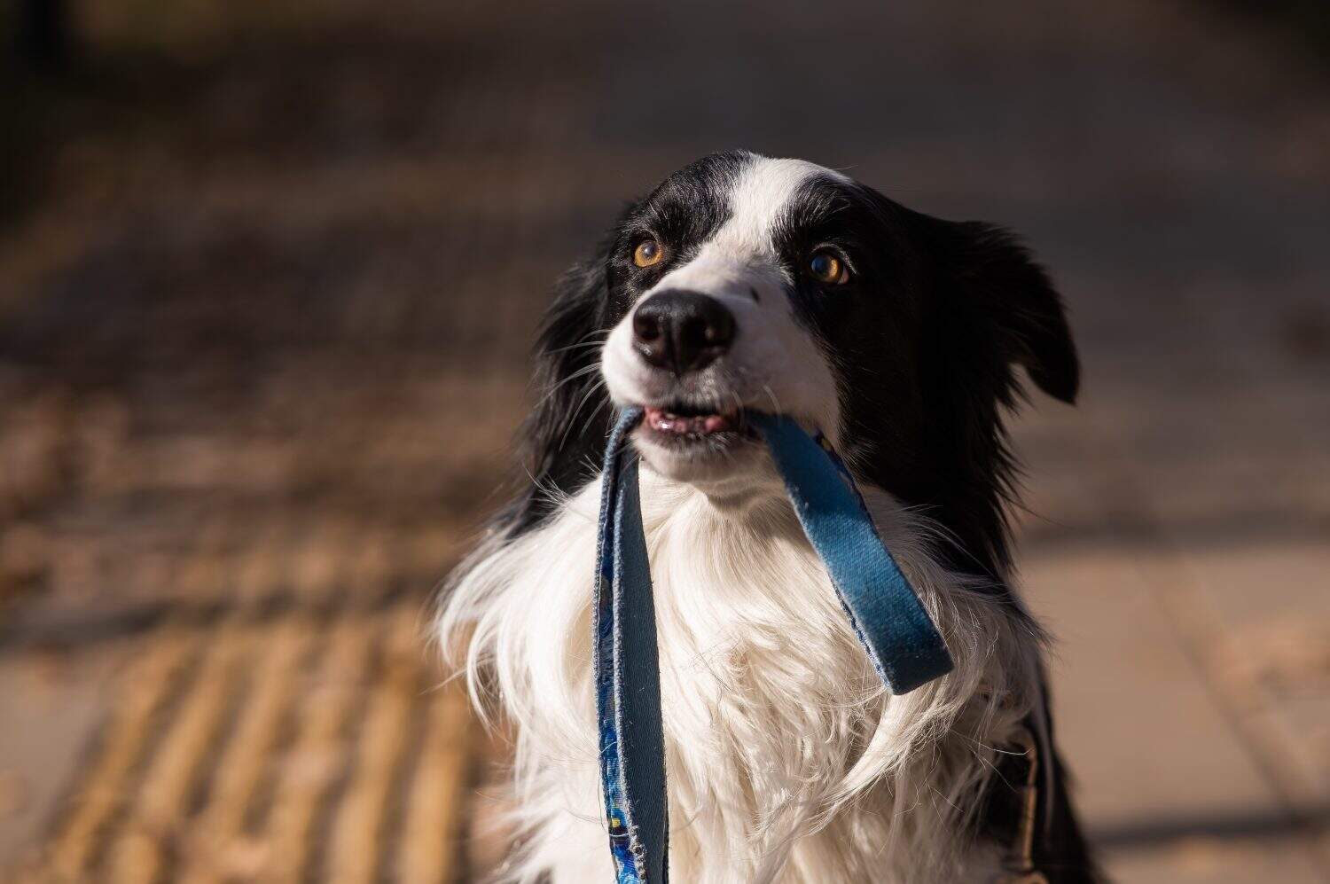 Border collie che tiene un guinzaglio in bocca durante una passeggiata nel parco autunnale.