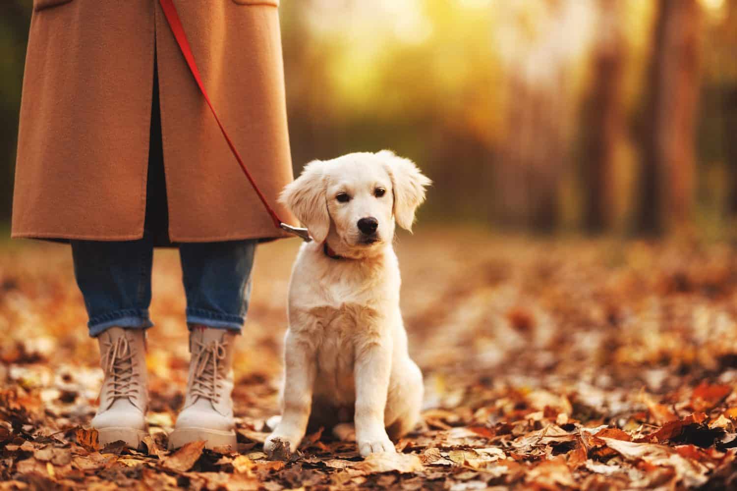 Simpatico cucciolo adorabile di golden retriever bianco seduto vicino alle gambe femminili sulla strada ricoperta di foglie gialle nella foresta autunnale, proprietaria di un animale domestico che cammina con il cane al guinzaglio in una giornata autunnale all'aperto. Colpo ritagliato