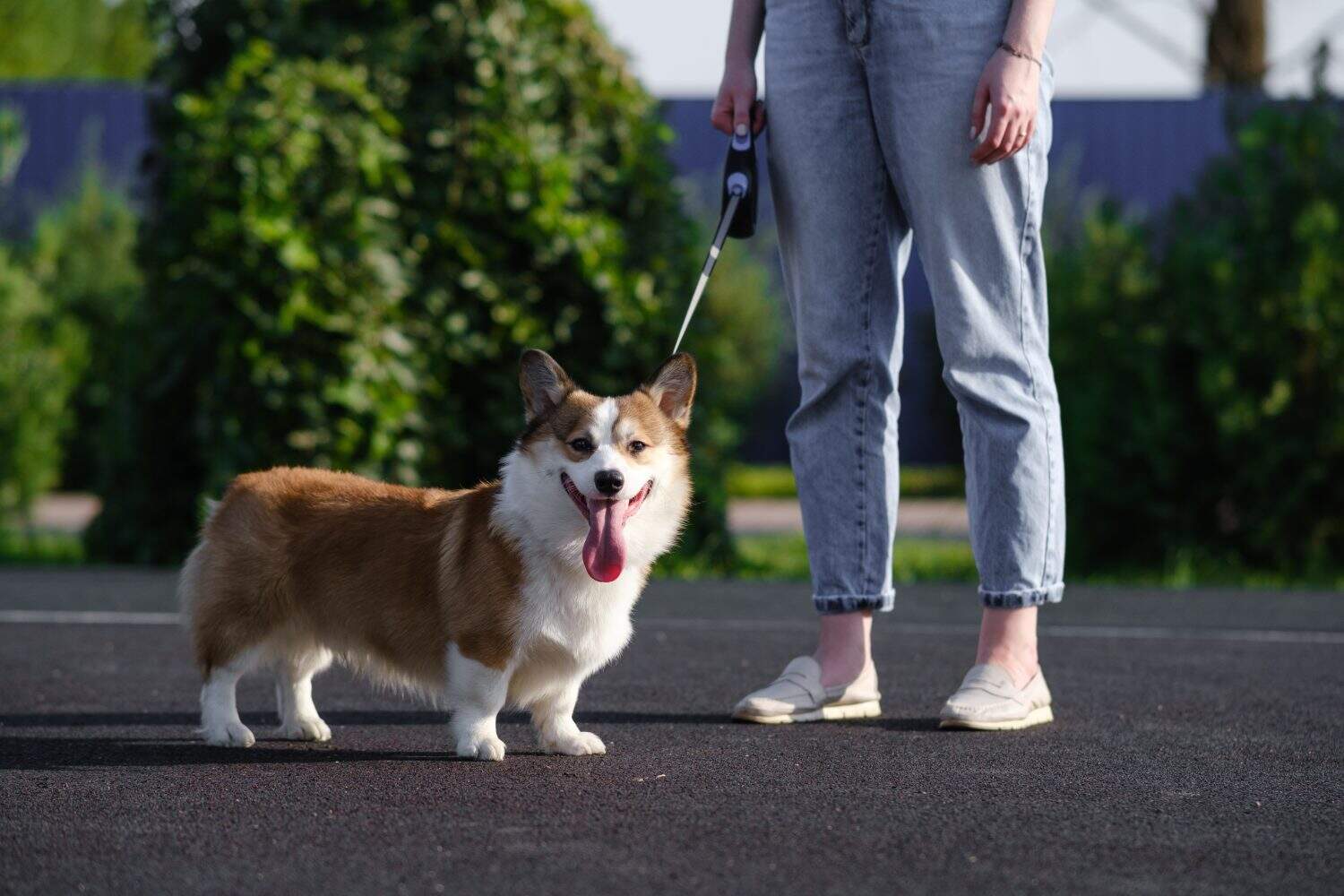 Un PEMBROKE WELSH CORGI rosso e bianco è al guinzaglio accanto a una donna in jeans chiari. Una luminosa giornata di sole in un parco pubblico cittadino, il cane sembra felice ed energico