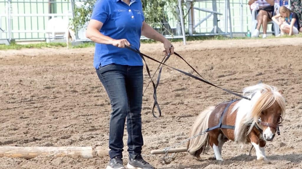 Pumuckel il cavallo più corto del mondo