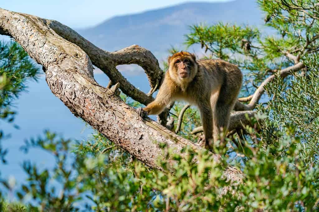 Scimmia di bertuccia (Macaca Sylvanus). Gibilterra, Regno Unito. Messa a fuoco selettiva
