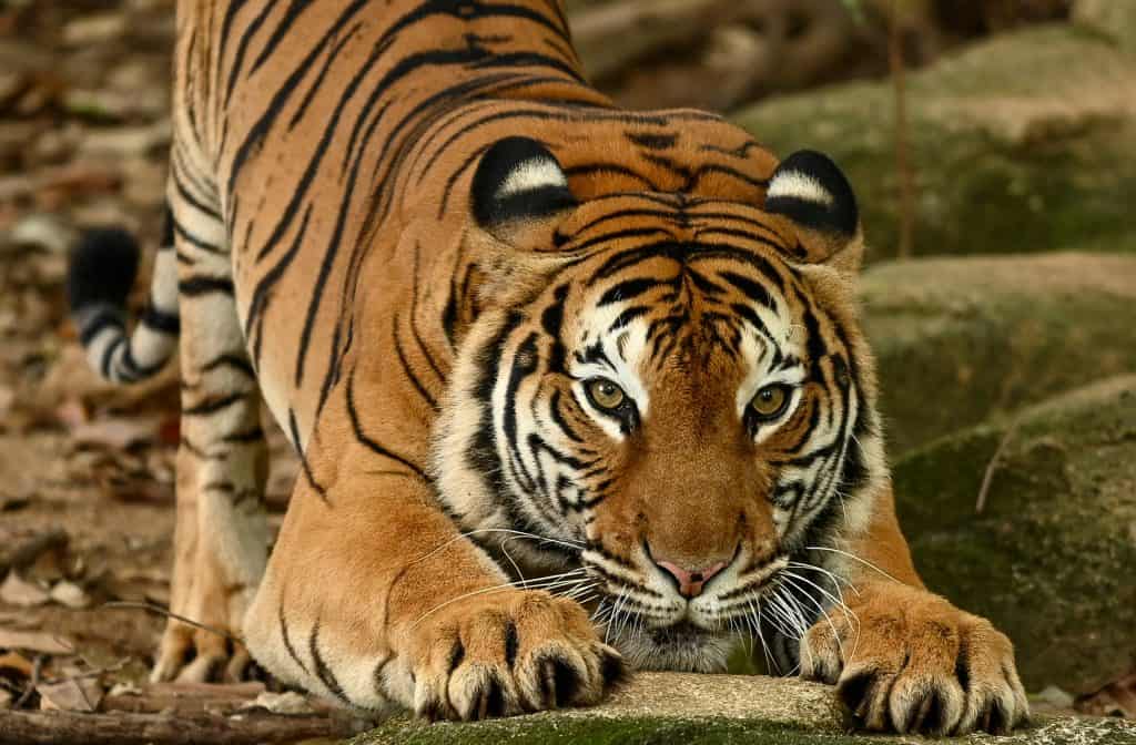 La tigre malese (Panthera tigris, Harimau Malaya) è una sottospecie di tigre che vive nelle parti centrali e meridionali della penisola malese
