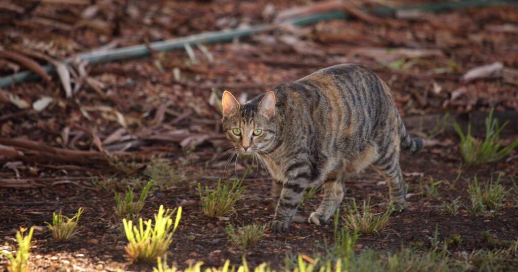 Un gatto selvatico nell'entroterra australiano.