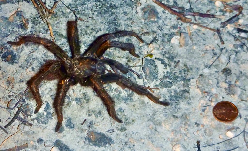 Tarantina Cyrtopholis bonhotei