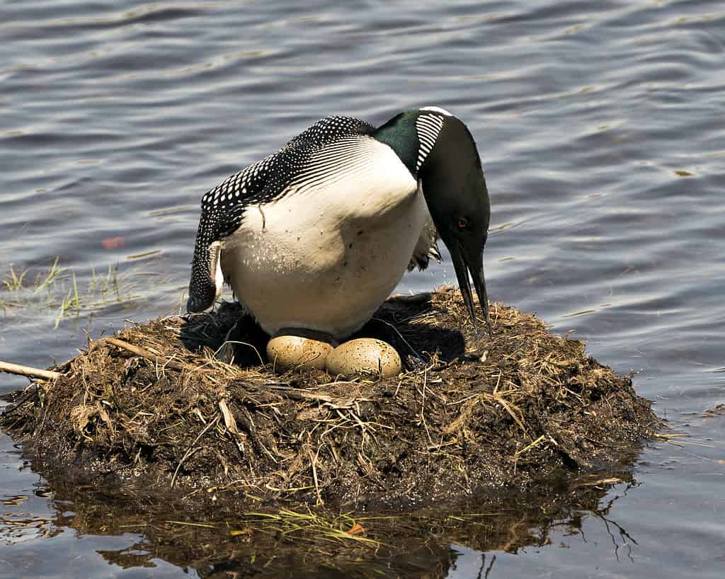 Loon che nidifica e guarda le uova nel suo nido con erbe palustri, fango e acqua sulla riva del lago nel suo ambiente e habitat. Immagine. Immagine. Ritratto. Foto.