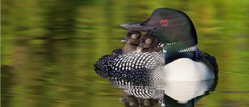 Animali nel Minnesota