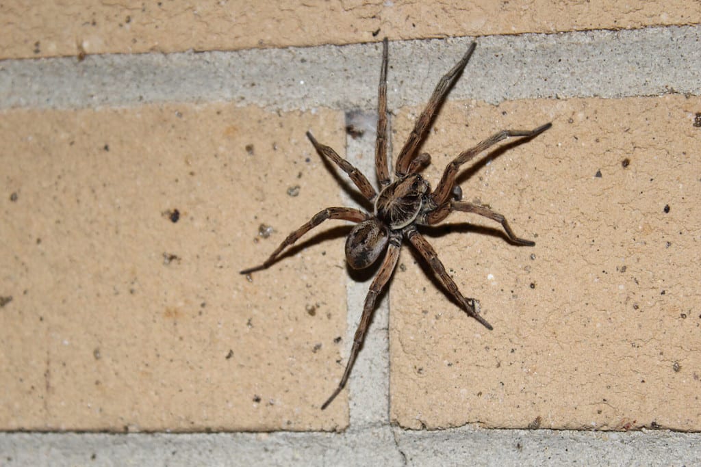 Ragno lupo su un muro di mattoni