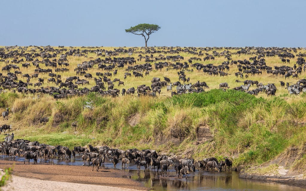 Un grande gruppo di gnu nella savana attraversa un piccolo fiume. Grande Migrazione. Kenia. Tanzania. Parco Nazionale Masai Mara.