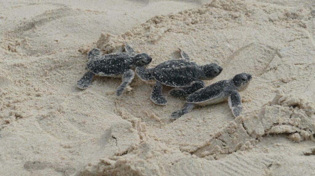 I cuccioli di tartaruga verde Chelonia Mydas corrono verso l'Oceano Pacifico guidati dall'istinto sulla spiaggia sabbiosa dell'isola di Bay Canh in Vietnam