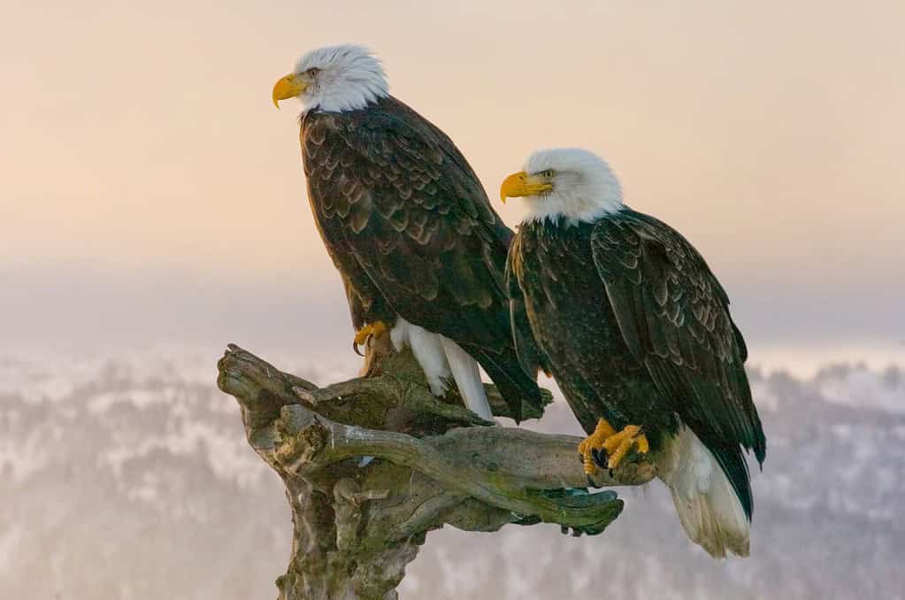 doppie aquile appollaiate con la catena montuosa dell'Alaska sullo sfondo al tramonto