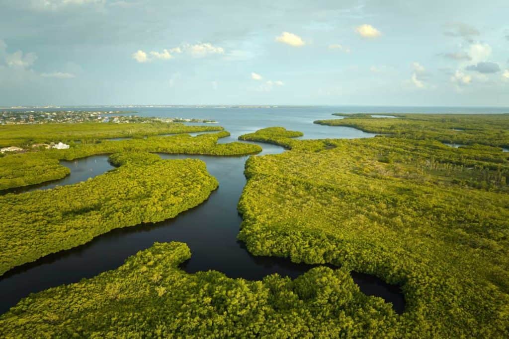 Vista dall'alto della palude delle Everglades con vegetazione verde tra le prese d'acqua. Habitat naturale di molte specie tropicali nelle zone umide della Florida