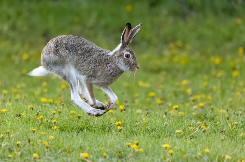 Un Jackrabbit dalla coda bianca che salta attraverso un campo fiorito a Calgary, Alberta, Canada.