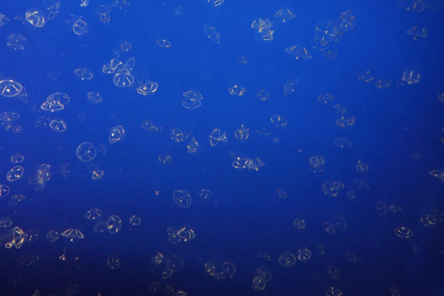 Molte piccole meduse lunari su sfondo blu