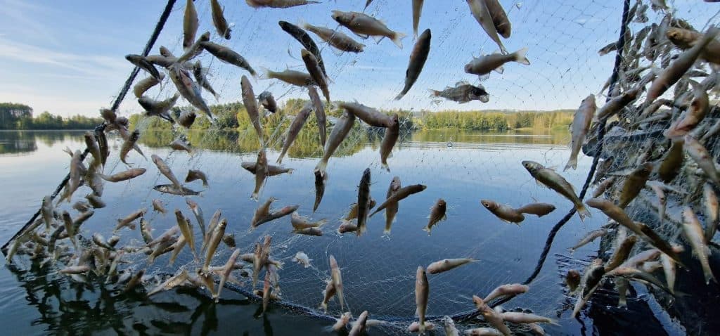 reti da posta con cat persico giovanile
