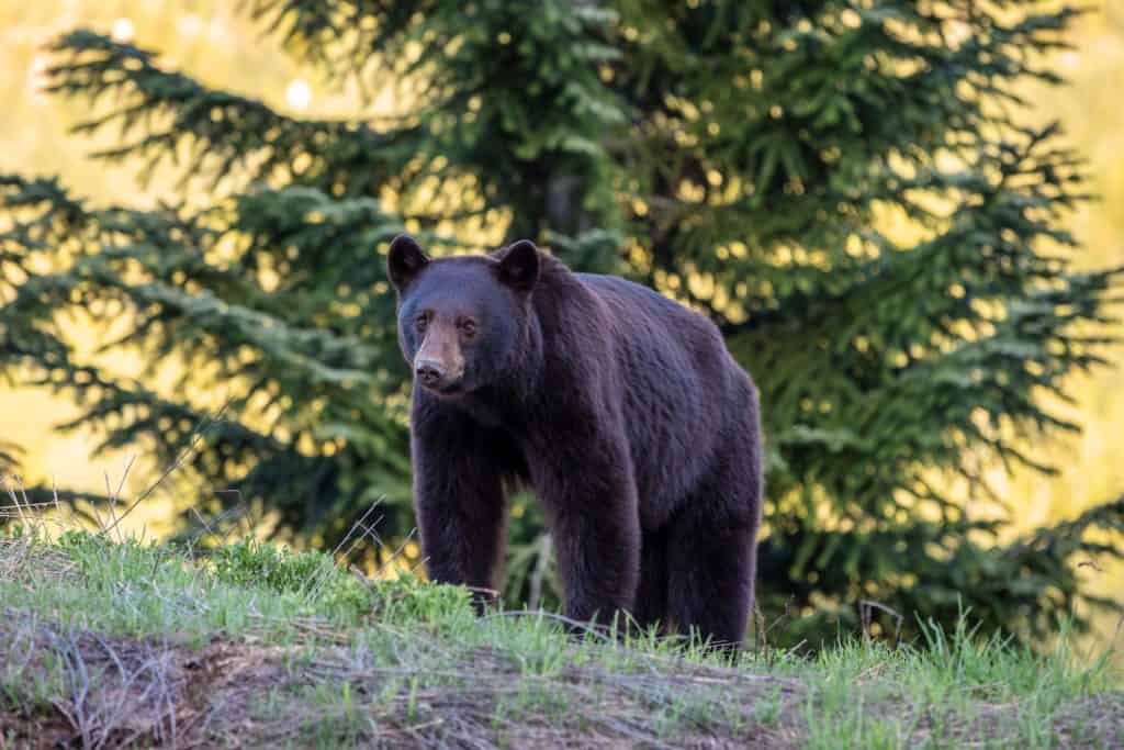 Un giovane orso nero a Whistler, BC, Canada