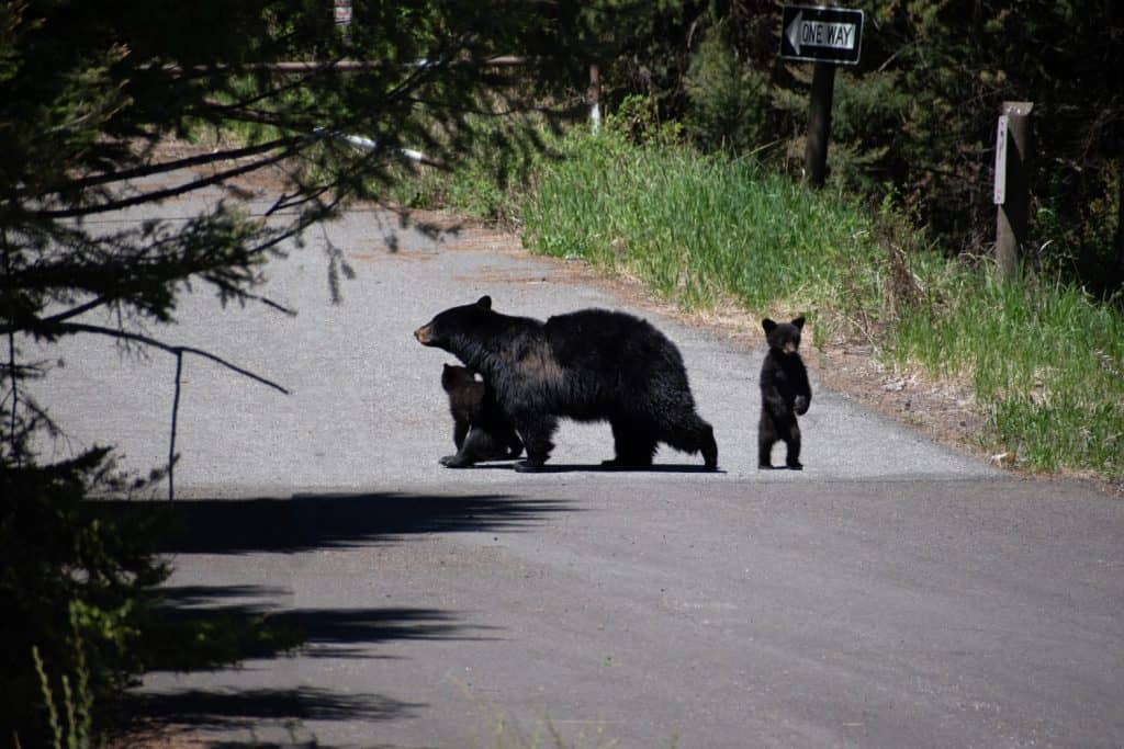 Due cuccioli di orso nero americano che interagiscono con la mamma sulla strada del Parco nazionale di Yellowstone.