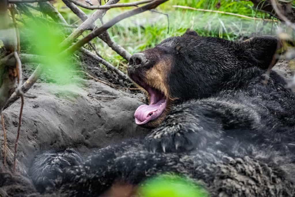 Orso nero dall'aspetto carino che si prepara per il ritratto addormentato in ibernazione