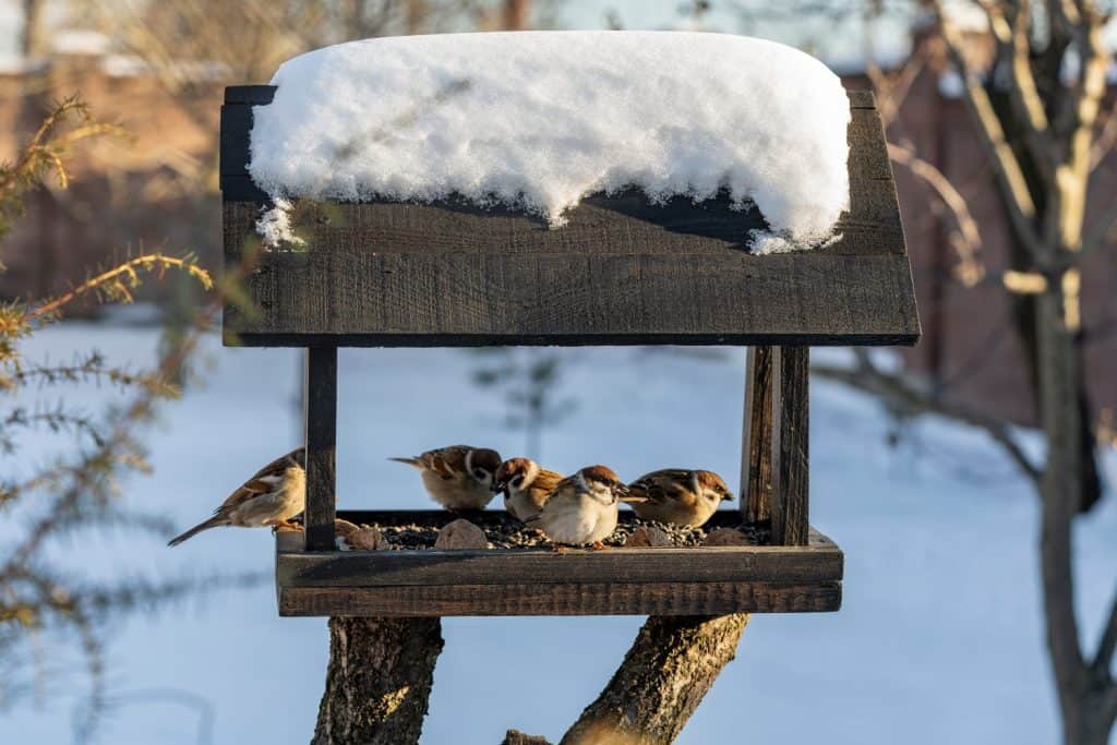 Mangiatoia per uccelli in legno a forma di casa nel giardino d'inverno. Comportamento degli uccelli alla mangiatoia con semi. Ci sono passeri nell'alimentatore. Uccelli alla mangiatoia