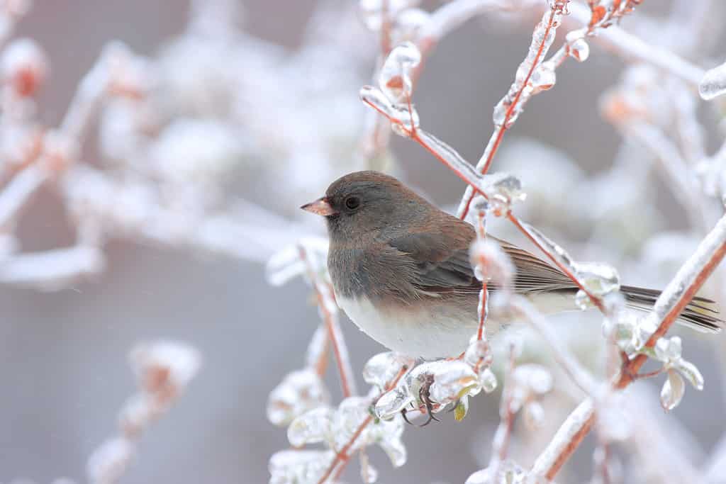 Junco in Neve e ghiaccio