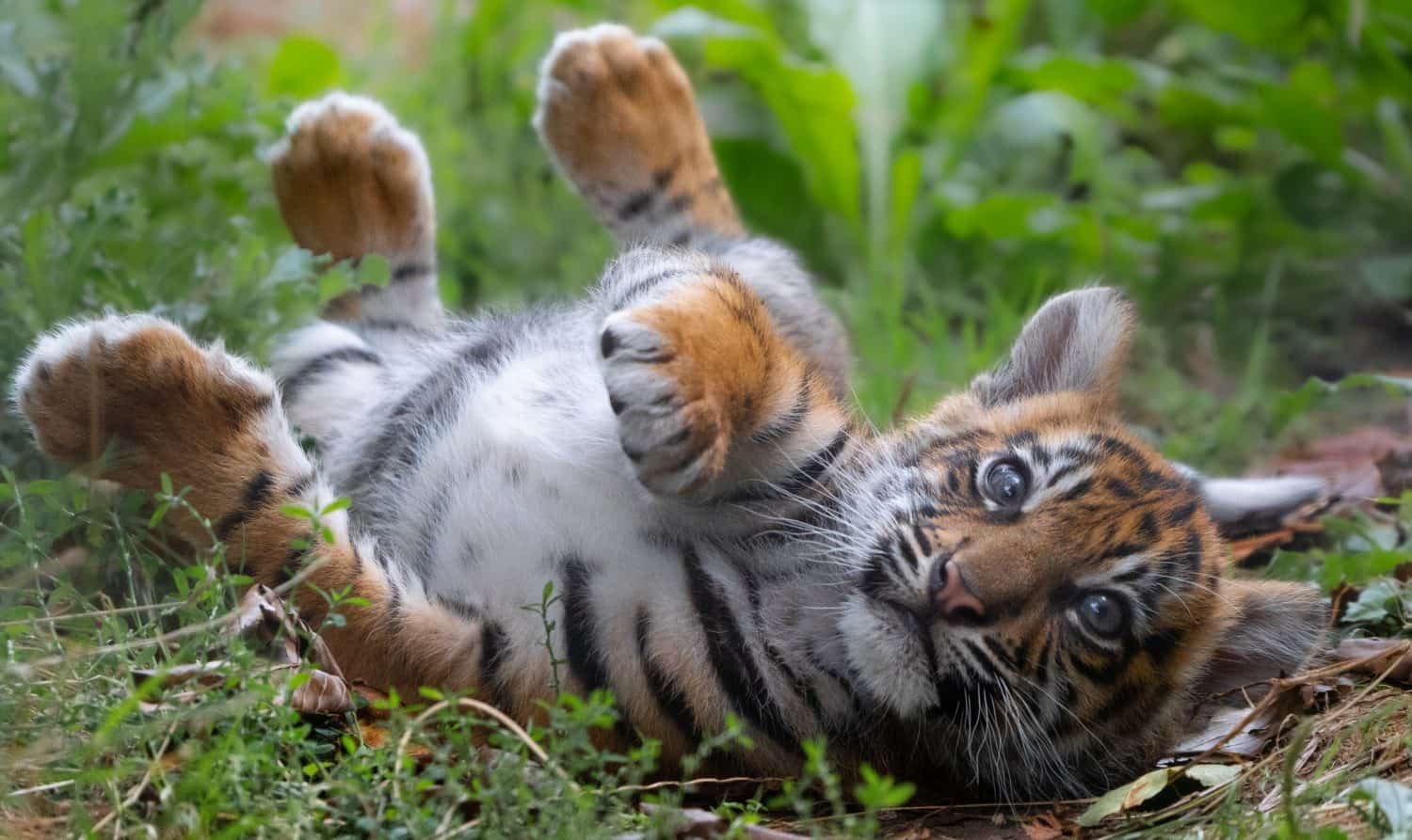 Il cucciolo di tigrotto si rotola nell'erba