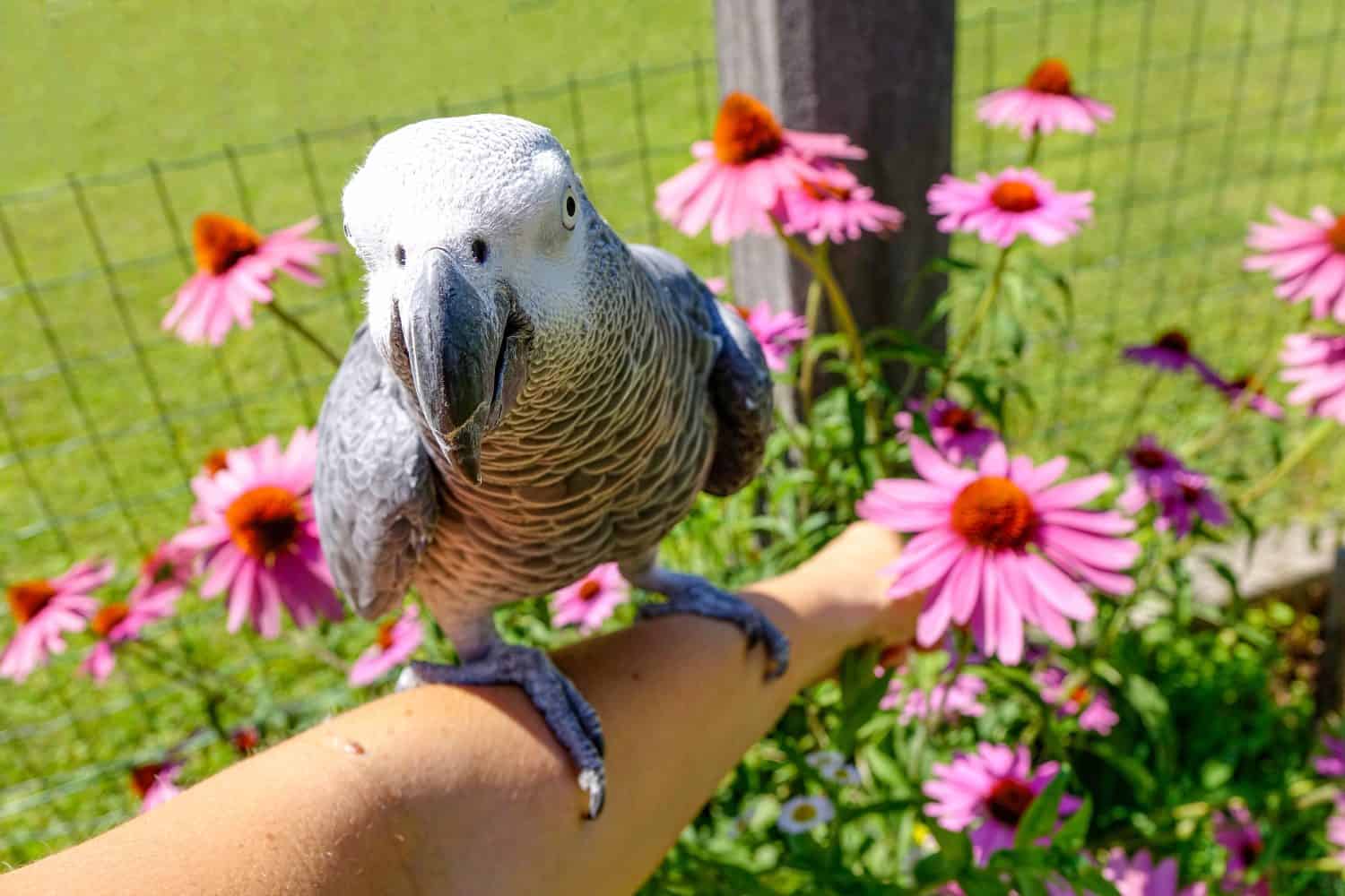 POV, DOF: L'adorabile pappagallo grigio africano ti guarda mentre è seduto sul tuo braccio e si gode il sole estivo nel colorato giardino fiorito. Una donna lascia che il suo pappagallo si sieda sul suo braccio mentre è nel cortile