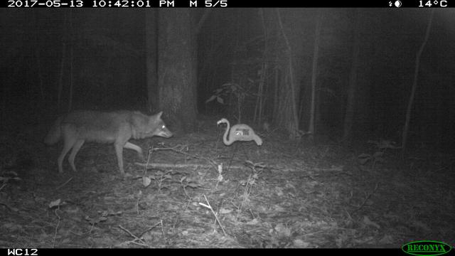 Coyote in progetto di ricerca DA UTILIZZARE SOLO IN ARTICOLI COYOTE