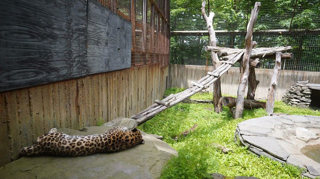 Ghepardo addormentato all'interno della gabbia di uno zoo a Binghamton, New York.