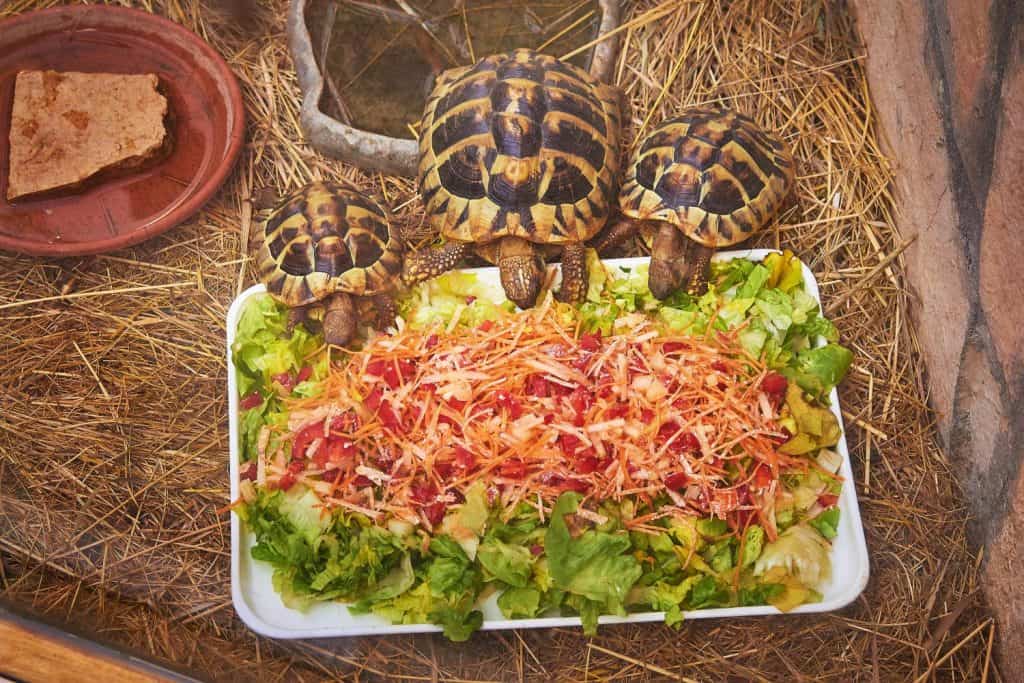 Tre tartarughe allo zoo mangiano verdure rigogliose e carote