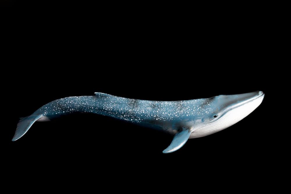 Foto di una grande balenottera azzurra con luce intensa su sfondo nero. Isolamento.