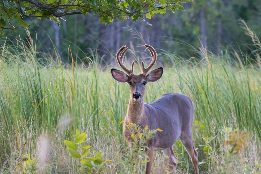 maschio di cervo dalla coda bianca in estate