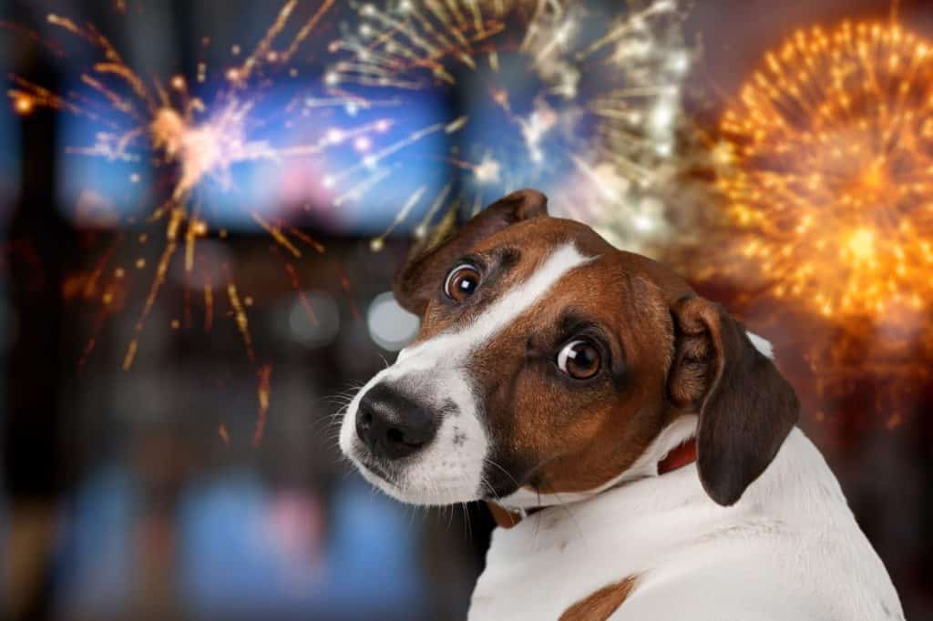 Simpatico cane domestico che guarda i fuochi d'artificio
