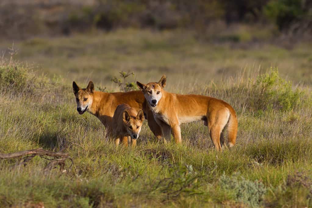 Dingo nel Parco nazionale di Cape Range