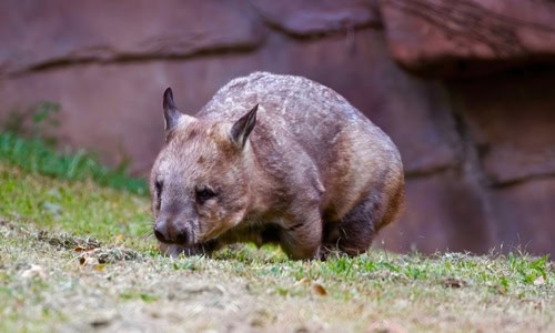 Raro vombato dal naso peloso settentrionale nel suo habitat naturale del Queensland, in Australia. Specie marsupiali in grave pericolo di estinzione che riposano vicino alla tana nell'area protetta delle praterie secche.