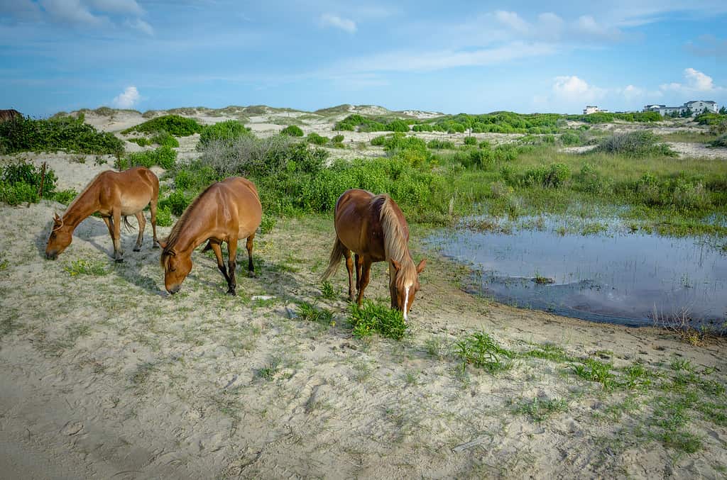 Tre cavalli selvaggi della Corolla che pascolano nelle dune di sabbia