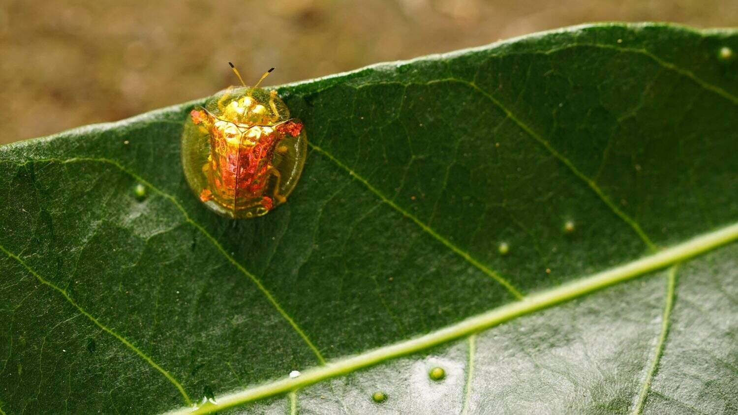 Charidotella sexpunctata (Scarabeo tartaruga d'oro, Scarabeo tartaruga d'oro, Scarabeo d'oro). Questo insetto è relativamente difficile da trovare, ma la sua presenza fa parte dell'ecosistema naturale.