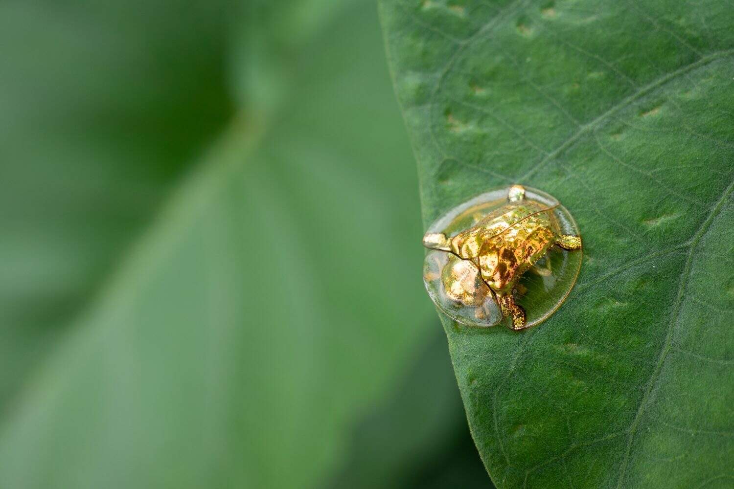 La Charidotella sexpunctata è una specie di insetto appartenente alla famiglia degli scarabei fogliari o Chrysomelidae. Sono soprannominati lo scarabeo tartaruga dorato per via del loro guscio trasparente