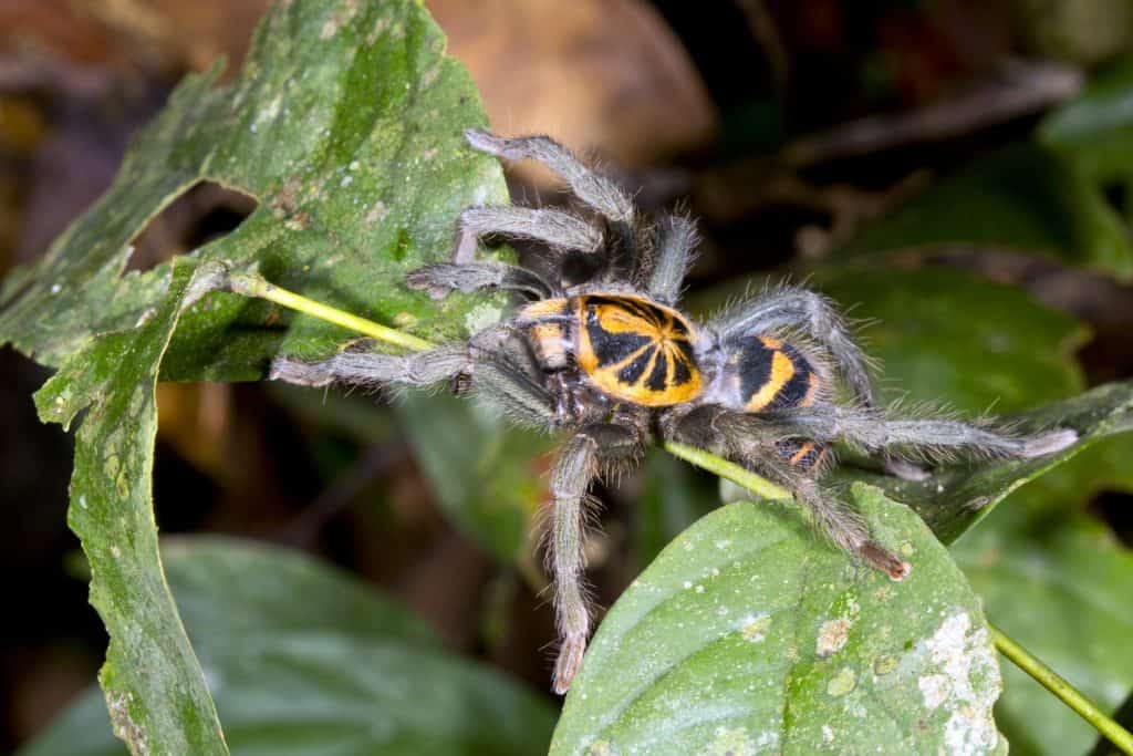 Zebra tarantula (Hapalopus sp.) nel sottobosco della foresta pluviale, Ecuador Hapalopus planetearth