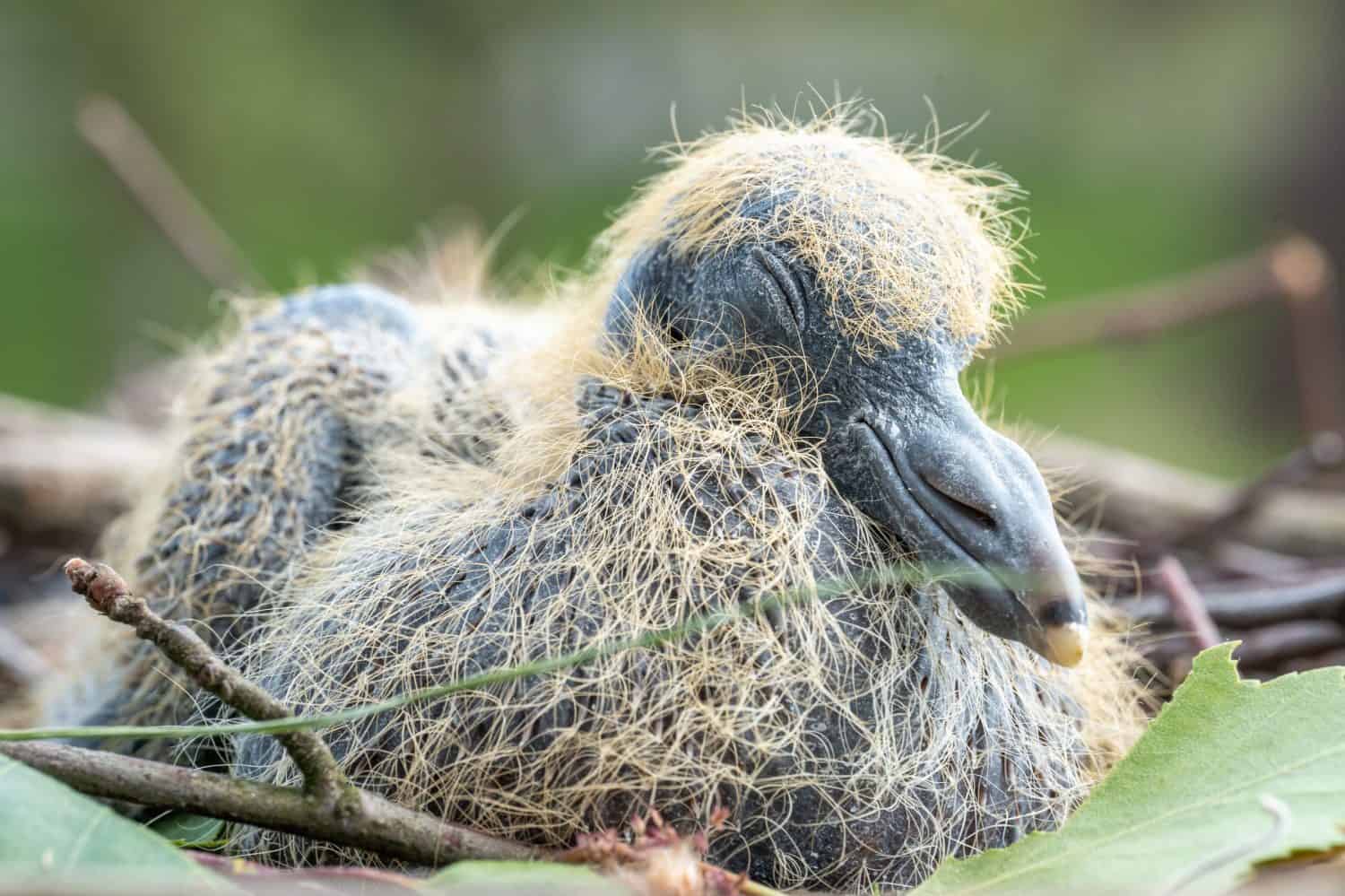 La vista ravvicinata di un uccello condor andino alle prime armi che riposa nel nido
