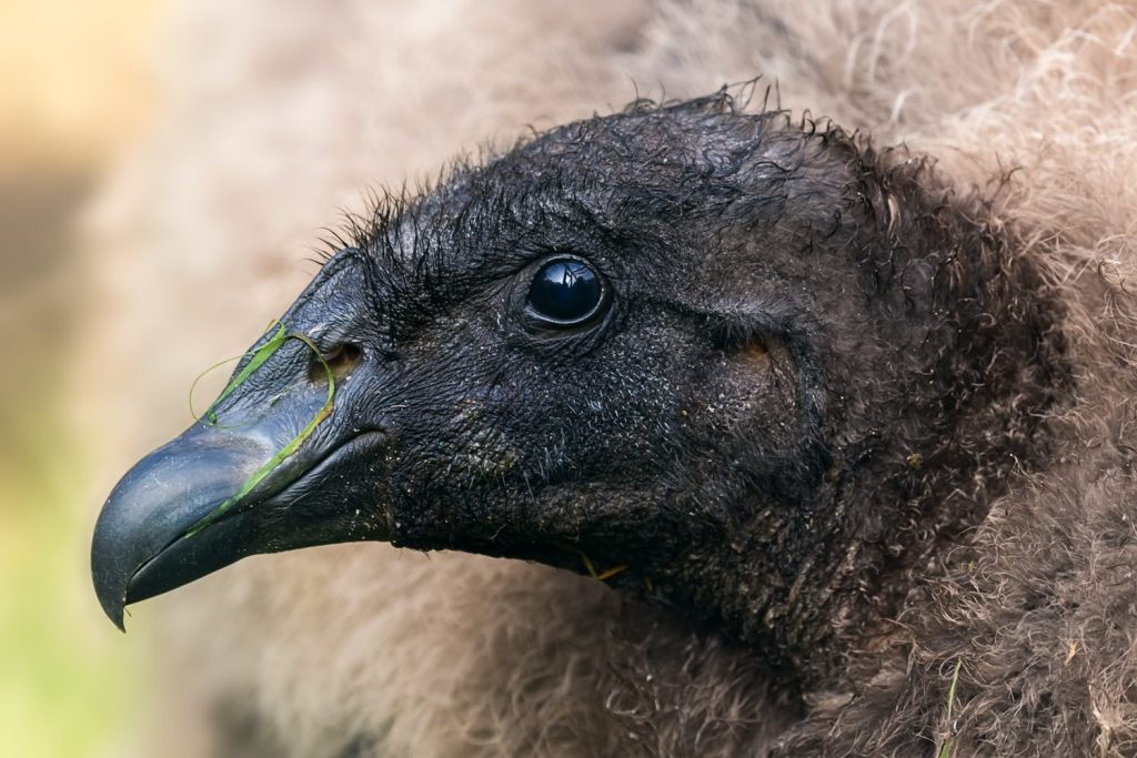 Ritratto del primo piano di un giovane condor andino