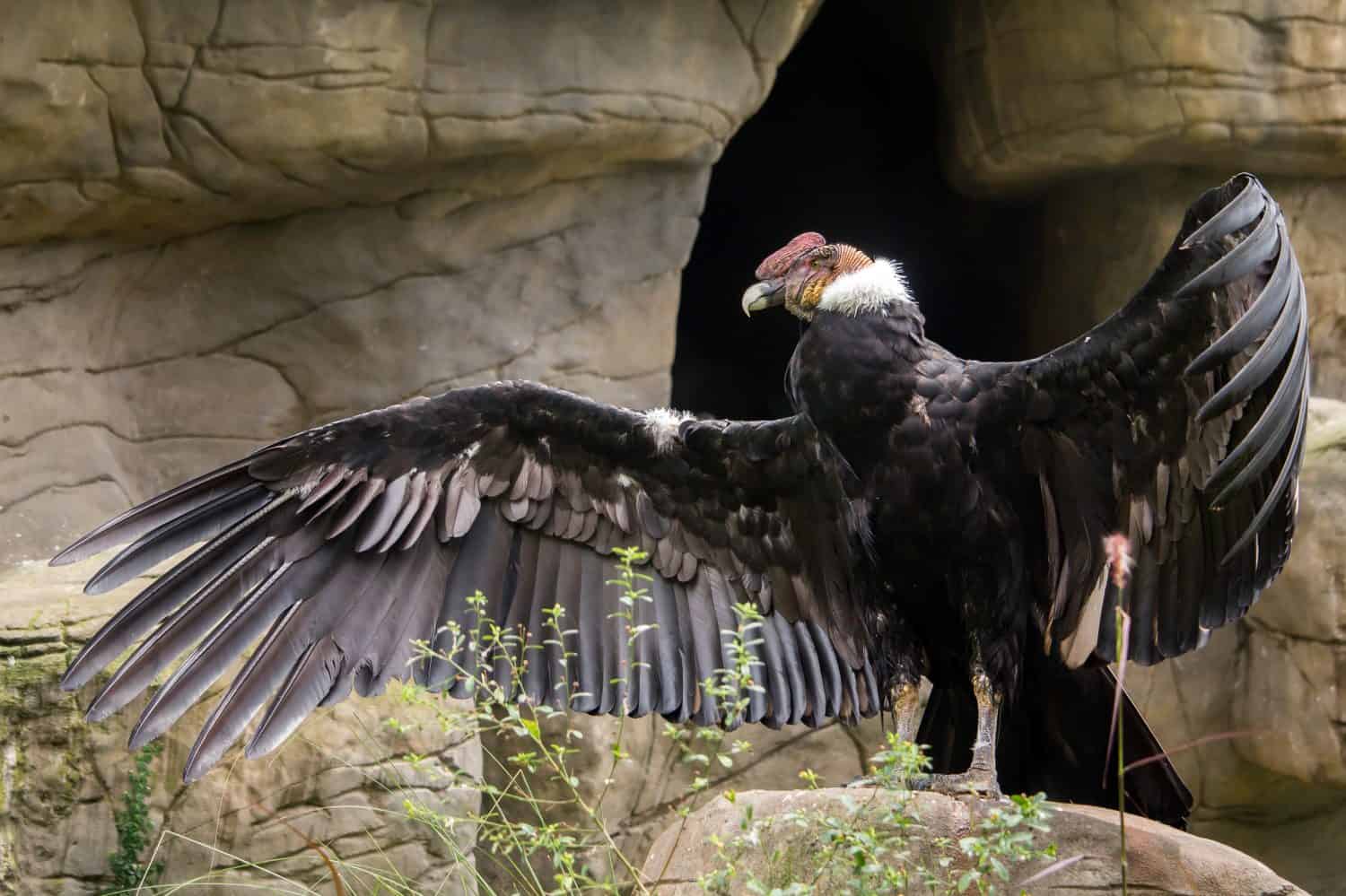 Condor andino con le ali aperte in cattività