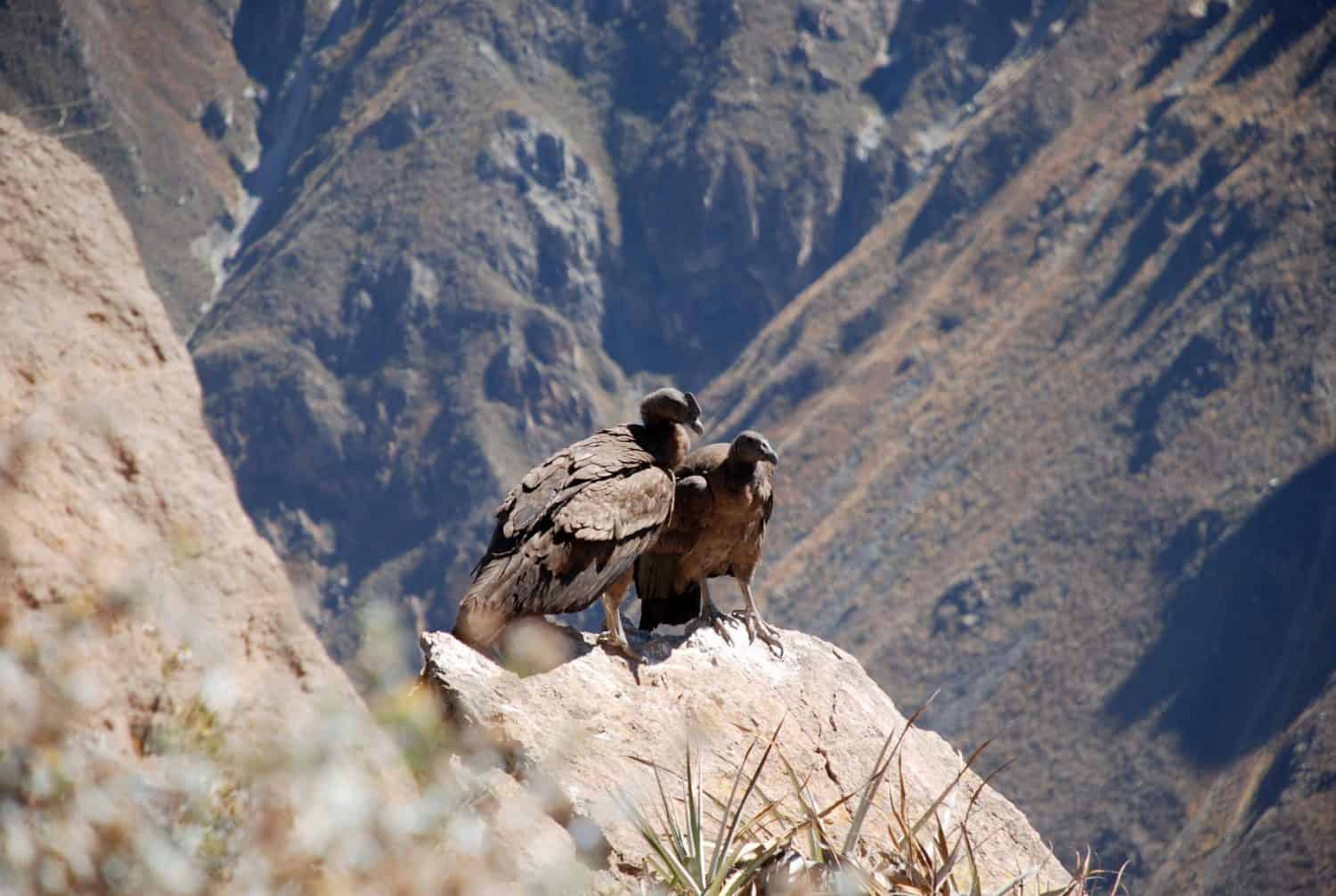 Coppia di baby condor seduti su una roccia