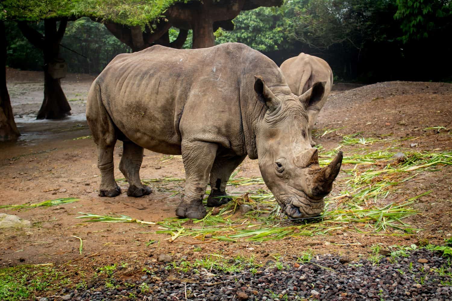 Rinoceronte di Giava o Rhinoceros Sondaicus, uno dei grandi mammiferi in via di estinzione nel mondo