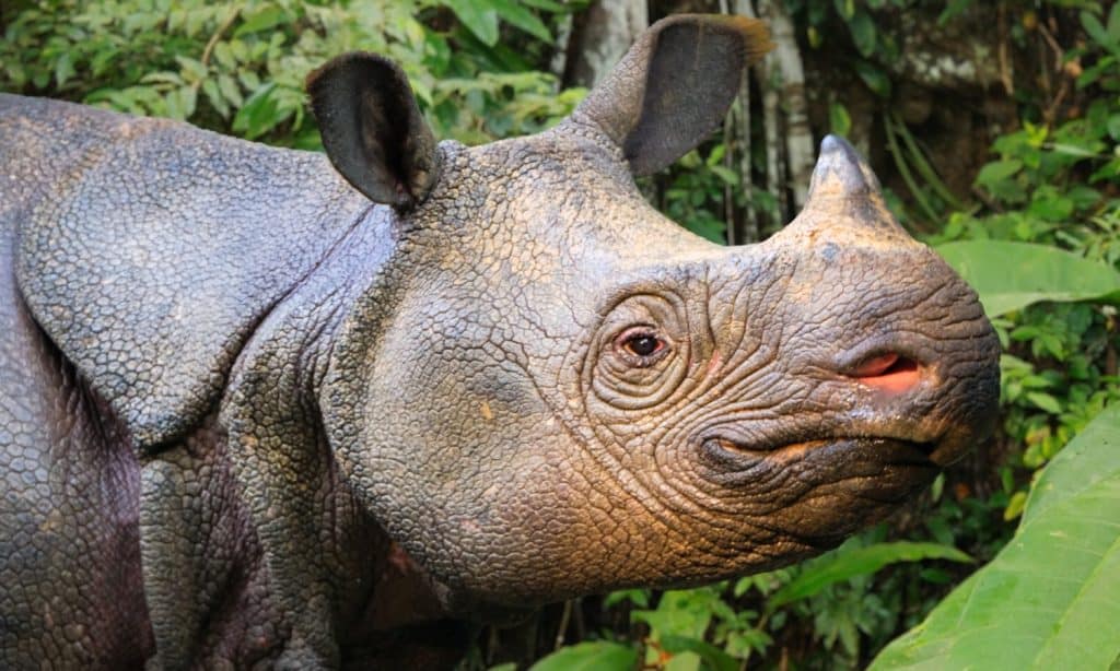 Rinoceronte di Giava. Questa potente fotografia ravvicinata cattura le caratteristiche uniche del rinoceronte di Giava, in grave pericolo di estinzione.