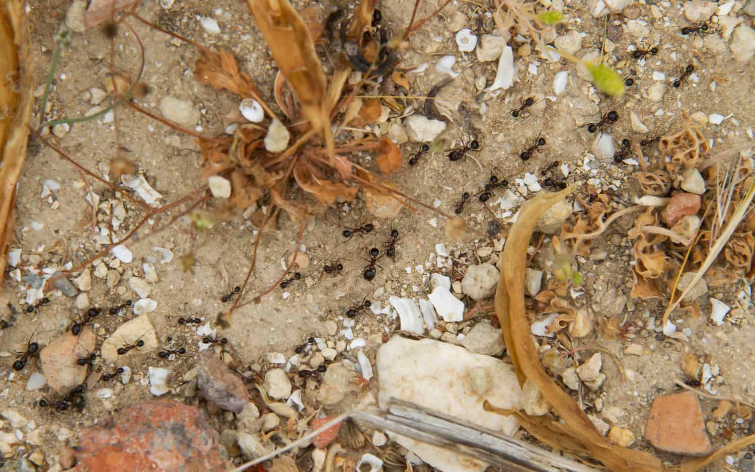 Diverse formiche seguono un percorso tra sabbia, pietre e piante appassite