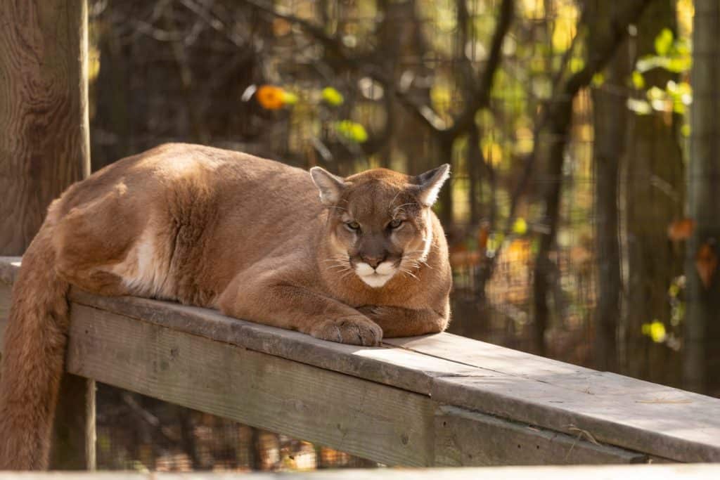 Giovane cougar (Puma concolor), noto come leone di montagna nello ZOO.