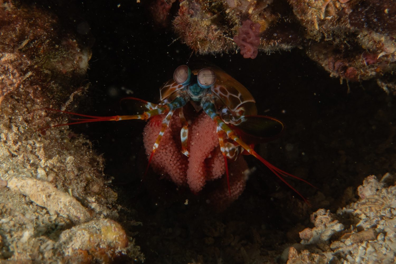 Canocchia nel Mar delle Filippine