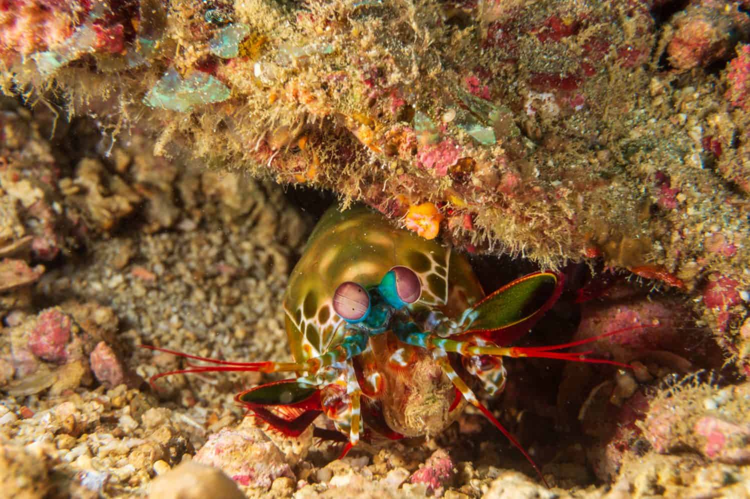 La vibrante canocchia pavone (Odontodactylus scyllarus), la canocchia arlecchino o la canocchia arcobaleno vicino ad Anilao, Batangas, Filippine. Fotografia subacquea e vita marina.