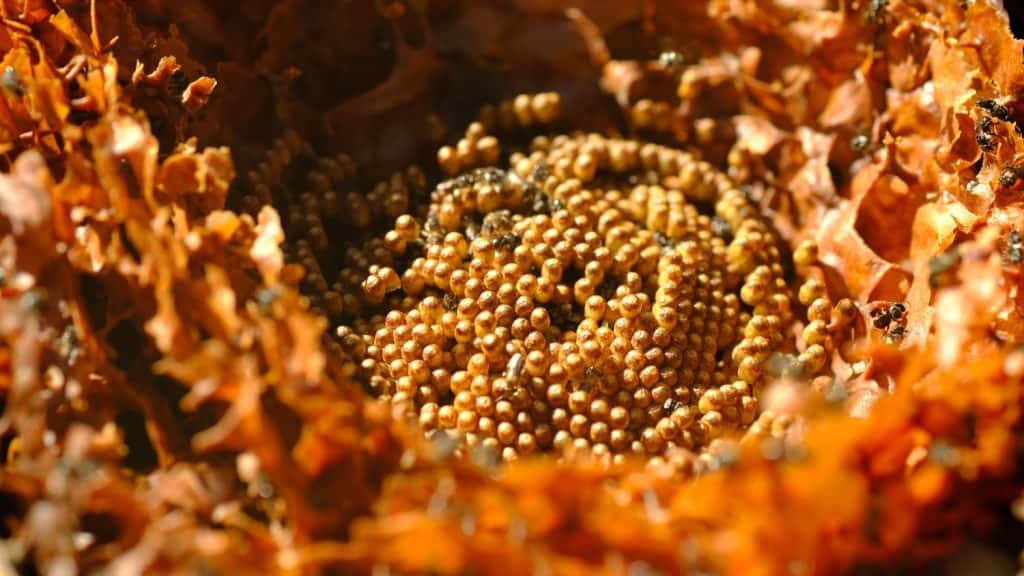 Alveari di api Sugarbag. La Sugarbag Bee o Tetragonula Carbonaria è un'ape senza pungiglione, endemica della costa nord-orientale dell'Australia.