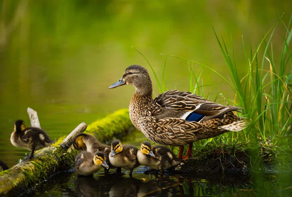 Femmina di germano reale con piccoli anatroccoli in una natura vivente sul fiume in una giornata di sole. Stagione riproduttiva nelle anatre selvatiche. Anatra selvatica con una covata in un luogo primaverile colorato. Piccoli anatroccoli con mamma anatra