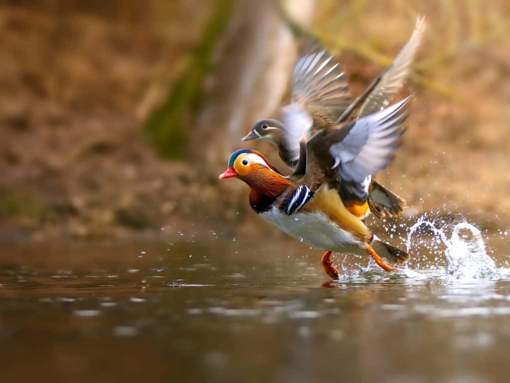 Le anatre colorate decollano. Amore per gli animali e gli uccelli. Anatra di mandarino (Aix galericulata) maschio e femmina sul fiume. Bella bella scena della natura con uccelli esotici. Anatre in volo.